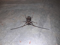Polyrhaphis