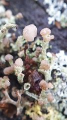 Cladonia botrytes
