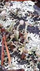 Cladonia botrytes