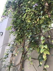 Magnoliopsida