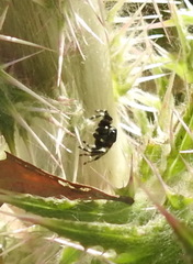 Phidippus audax
