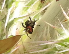 Phidippus audax