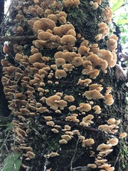 Fungi