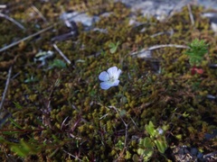Phacelia dubia interior