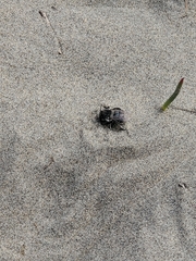 Habropoda miserabilis