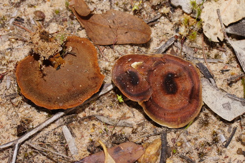 Coltricia australica image