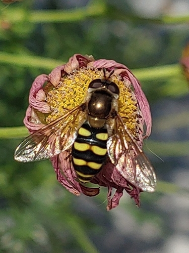 Western Aphideater photo 3