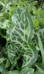 Arum italicum italicum