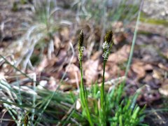 Carex umbrosa