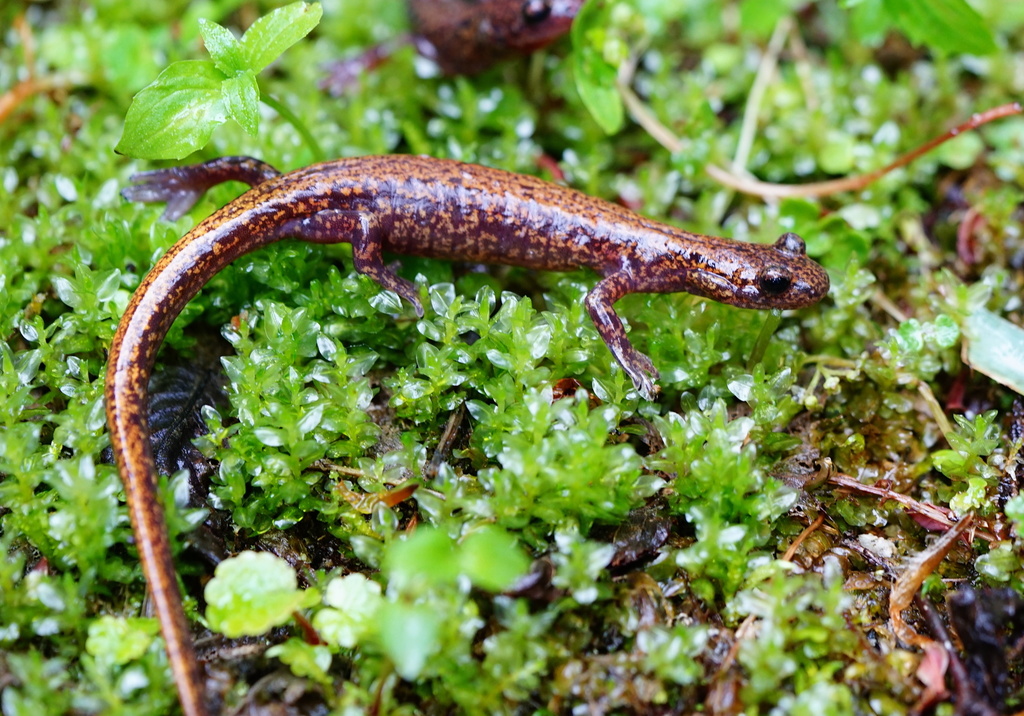 Japanese Clawed Salamander