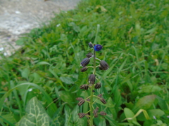 Bellevalia dubia boissieri