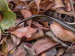 Chironius flavolineatus