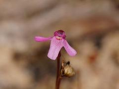 Utricularia tenella