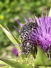 Oxythyrea funesta