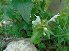 Lamium bifidum