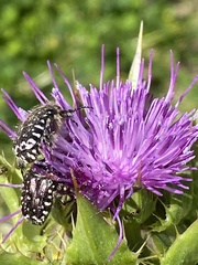 Oxythyrea funesta