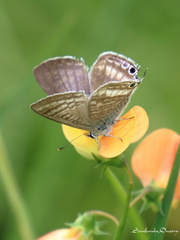 Lampides boeticus