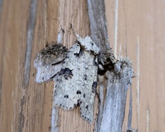 Lithophane querquera