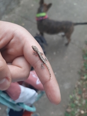 Lepidodactylus lugubris