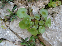 Umbilicus chloranthus