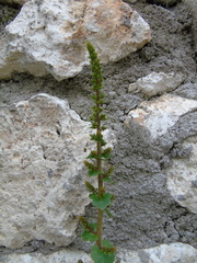 Umbilicus chloranthus