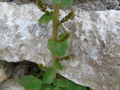 Umbilicus chloranthus