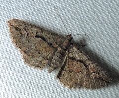 Chrysolarentia plagiocausta