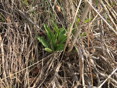 Dipsacus dipsacoides