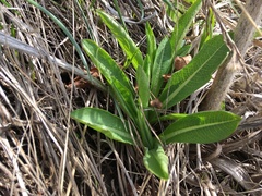 Dipsacus dipsacoides