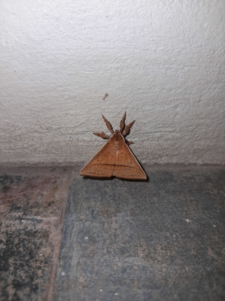 Carnotena jorgenseni