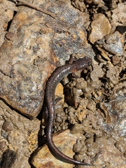 Plethodon dorsalis