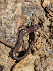 Plethodon dorsalis