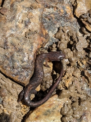 Plethodon dorsalis