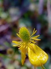 Ranunculus nigrescens