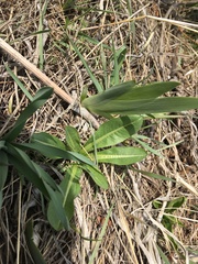 Dipsacus dipsacoides