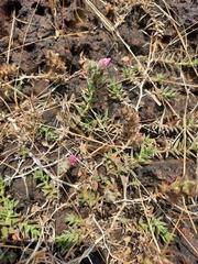 Lepidagathis keralensis