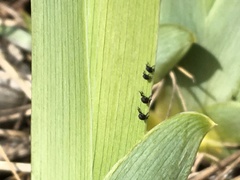 Phyllorgerius jacobsoni