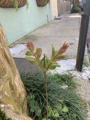 Lagerstroemia indica