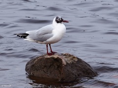 Chroicocephalus ridibundus