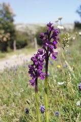 Anacamptis morio