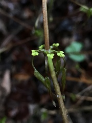 Dioscorea villosa