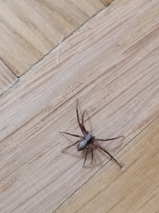 Philodromus aureolus
