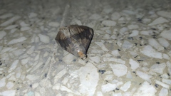 Lepidoptera
