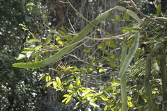 Selenicereus ocamponis