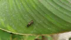 Polybia occidentalis