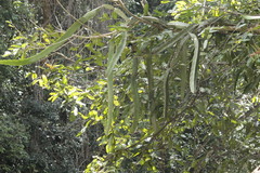 Selenicereus ocamponis