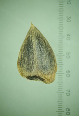 Lepidagathis keralensis