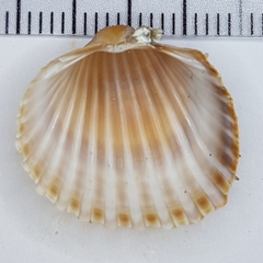 Acanthocardia aculeata