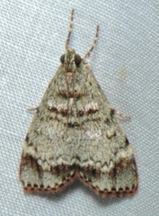 Stericta concisella