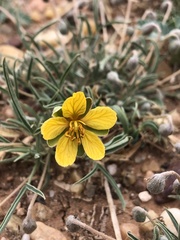 Senna pumilio